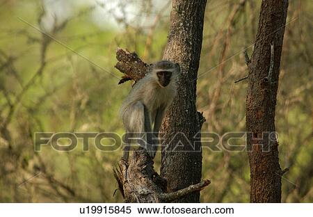 Baboons View Large Photo Image Stock Photography - Baboons. Fotosearch