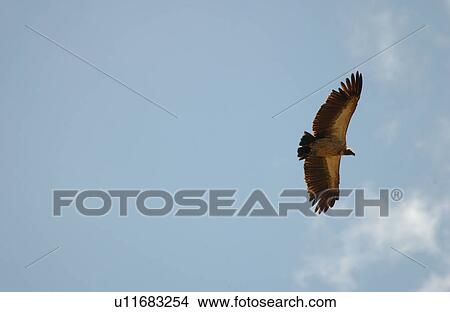 Bird in Flight View Large Photo Image Picture - Bird in Flight. Fotosearch