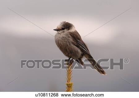 Bird perched on top of tree View Large Photo Image Stock Photo - Bird perched on top of tree. Fotosearch