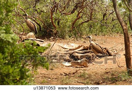 Birds - Africa View Large Photo Image Stock Image - Birds - Africa. Fotosearch