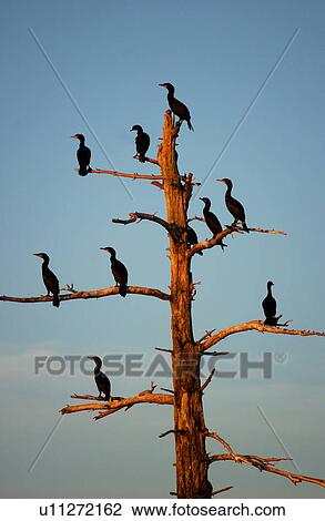 Stock Image - Birds in Tree. Fotosearch