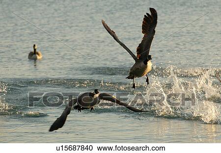Stock Image - Canadian Geese in flight over water. Fotosearch