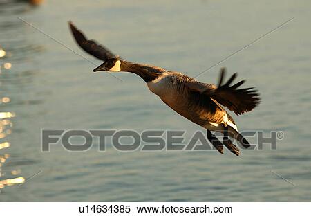 Stock Photography - Canadian Geese in flight over water. Fotosearch