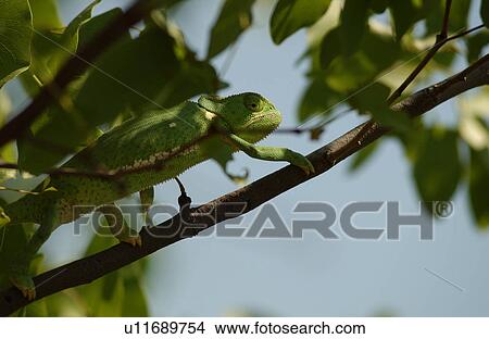 Picture - Chameleon - Africa. Fotosearch
