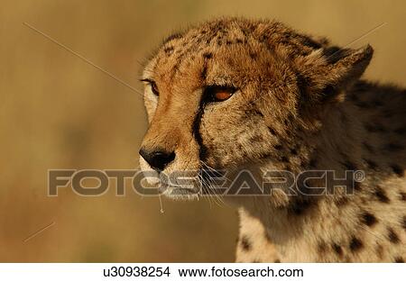 Picture - Cheetah. Fotosearch