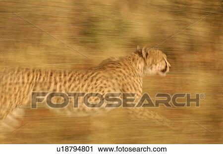 Stock Image - Cheetah. Fotosearch