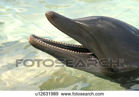 Close-up of a dolphin in water View Large Photo Image Stock Photo - Close-up of a dolphin in water. Fotosearch
