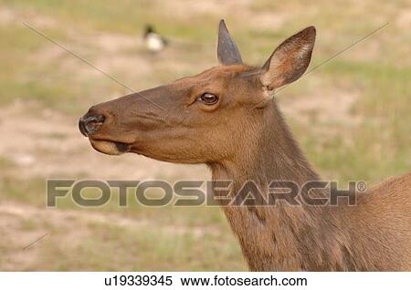 Stock Photography - Close up of Elk. Fotosearch