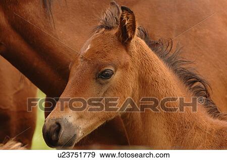 Close up of young colt View Large Photo Image Stock Photo - Close up of young colt. Fotosearch