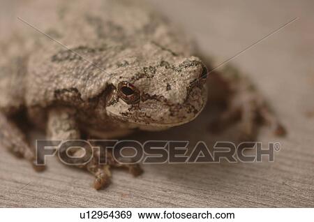 Closeup of a frog View Large Photo Image Stock Photo - Closeup of a frog. Fotosearch