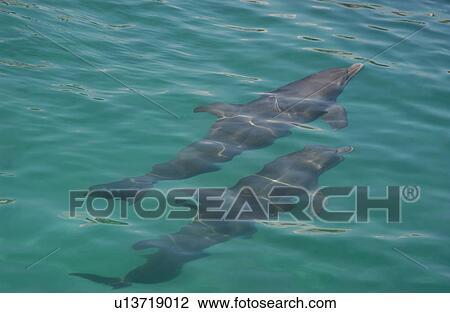 Stock Image - Dolphins. Fotosearch
