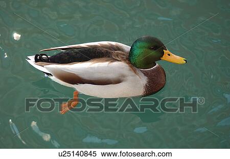 Duck swimming in water View Large Photo Image Stock Photography - Duck swimming in water. Fotosearch