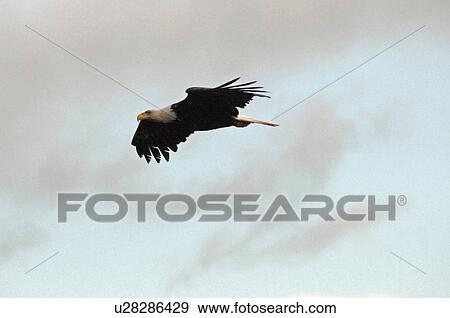 Stock Photo - Eagle in flight. Fotosearch