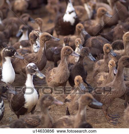 Stock Photograph - Flock of ducks. Fotosearch