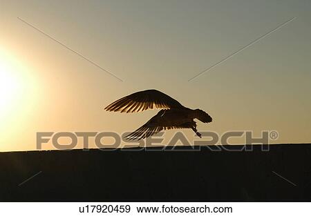 Gimli Manitoba View Large Photo Image Stock Photo - Gimli Manitoba. Fotosearch