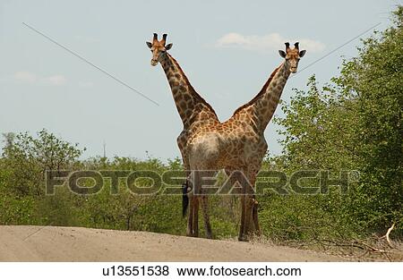 Stock Photo - Giraffe. Fotosearch