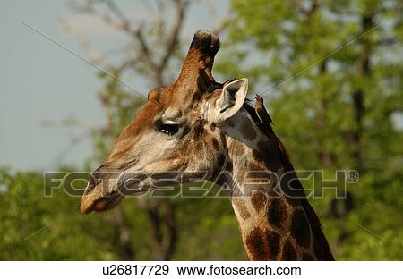 Giraffe View Large Photo Image Stock Photo - Giraffe. Fotosearch