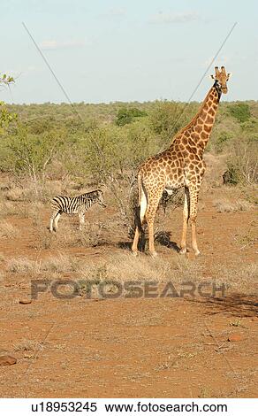 Stock Photography - Giraffe. Fotosearch