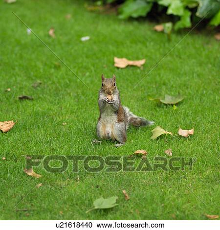 Stock Image - Gray squirrel. Fotosearch