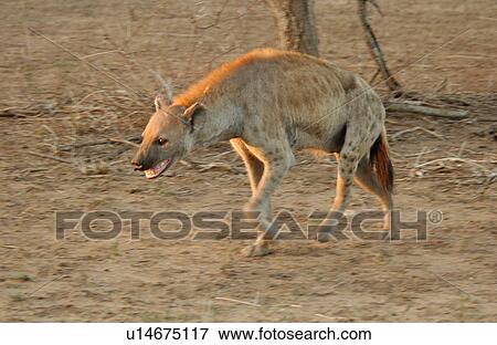 Hyaena View Large Photo Image Stock Photo - Hyaena. Fotosearch