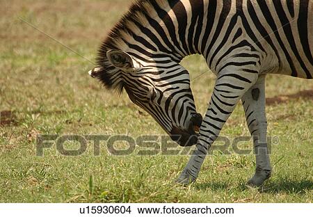 Kruger National Park, South Africa - Zebra View Large Photo Image Picture - Kruger National Park, South Africa - Zebra. Fotosearch