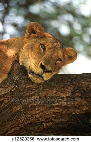 Stock Photograph - Lion. Fotosearch