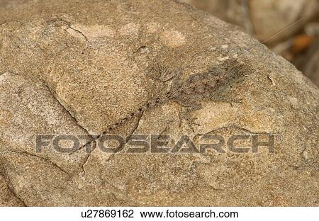 Stock Image - Lizard. Fotosearch