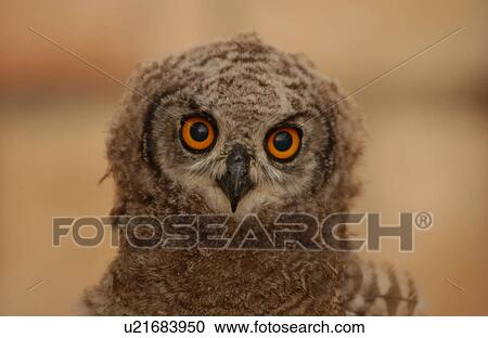 Owls View Large Photo Image Stock Image - Owls. Fotosearch