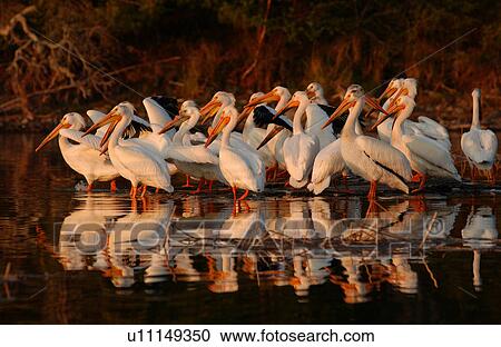 Pelicans View Large Photo Image Stock Image - Pelicans. Fotosearch