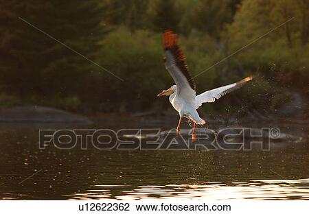 Stock Image - Pelicans. Fotosearch