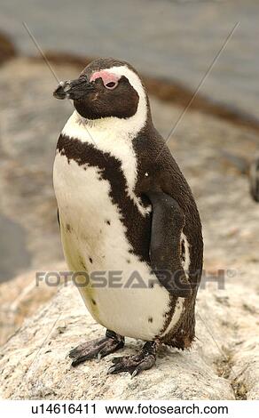 Stock Image - Penguins. Fotosearch