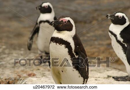 Stock Image - Penguins. Fotosearch