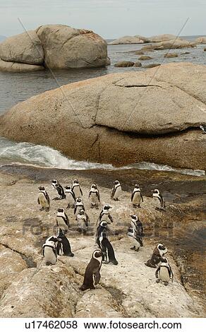 Stock Photo - Penguins. Fotosearch
