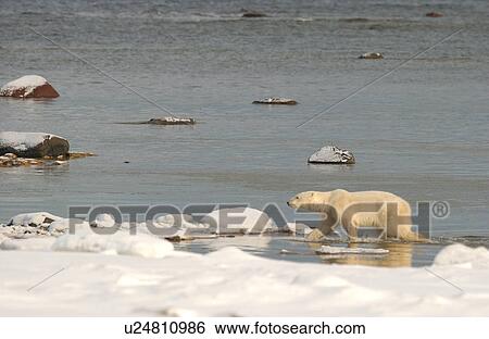 Stock Photograph - Polar Bear. Fotosearch