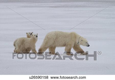 Polar Bears - Churchill Manitoba View Large Photo Image Stock Photo - Polar Bears - Churchill Manitoba. Fotosearch