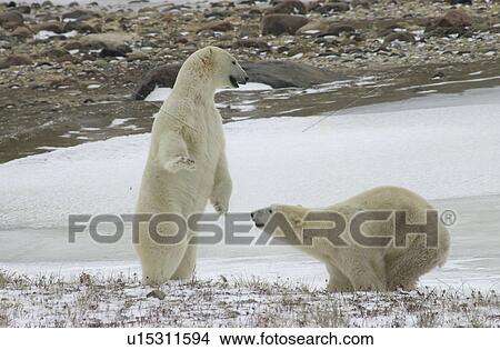 Picture - Polar Bears. Fotosearch