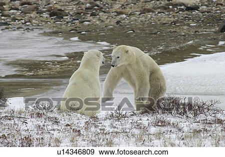 Polar Bears View Large Photo Image Stock Photo - Polar Bears. Fotosearch