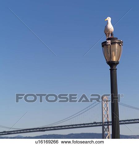 Stock Photograph - Seagull on top of a lantern in San Francisco. Fotosearch