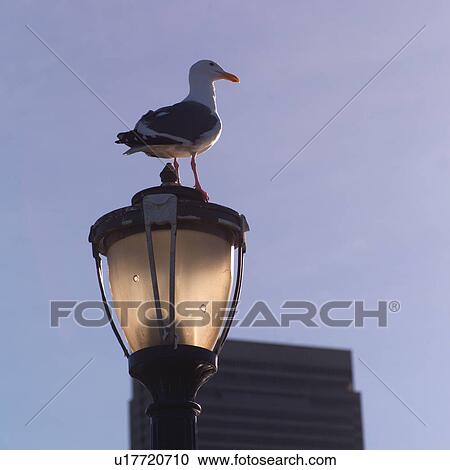 Seagull on top of a lantern View Large Photo Image Stock Image - Seagull on top of a lantern. Fotosearch