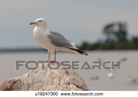 Seagull standing on a rock View Large Photo Image Stock Image - Seagull standing on a rock. Fotosearch