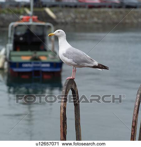 Stock Image - Seagull. Fotosearch
