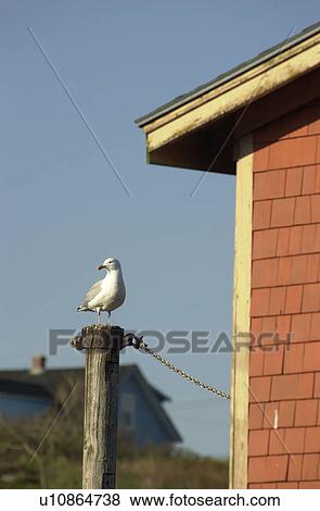 Stock Photo - Seagull. Fotosearch
