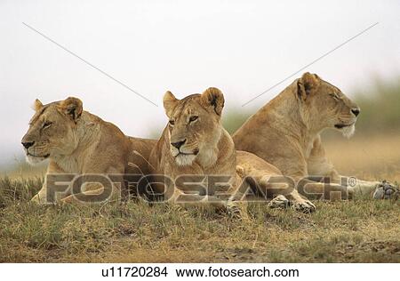 Three Lions View Large Photo Image Picture - Three Lions. Fotosearch