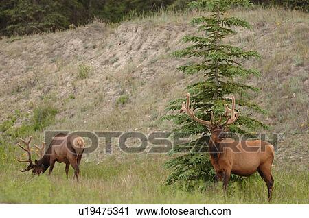 Two Elk grazing View Large Photo Image Stock Image - Two Elk grazing. Fotosearch