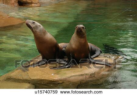 Two Seals View Large Photo Image Stock Photo - Two Seals. Fotosearch