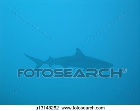Underwater view of a reef shark View Large Photo Image Stock Image - Underwater view of a reef shark. Fotosearch