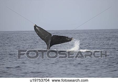 Whale Fin View Large Photo Image Picture - Whale Fin. Fotosearch