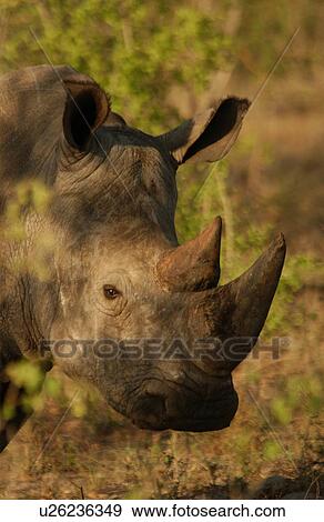 White Rhino View Large Photo Image Stock Photo - White Rhino. Fotosearch