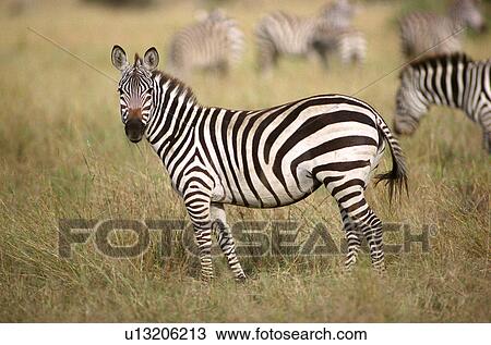 Stock Image - Zebra. Fotosearch