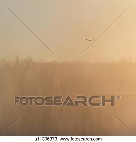 Stock Image - Bird flying in mist Niagara Falls - Ontario Canada. Fotosearch
